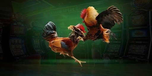 Go88 Cockfighting
