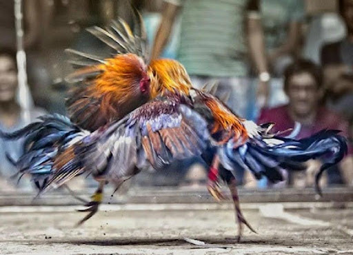 Go88 Cockfighting