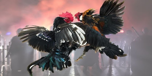 f8bet Brand - The Pinnacle of Online Betting in 2026