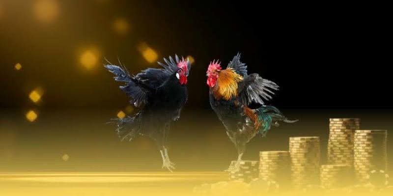 Go88 Cockfighting